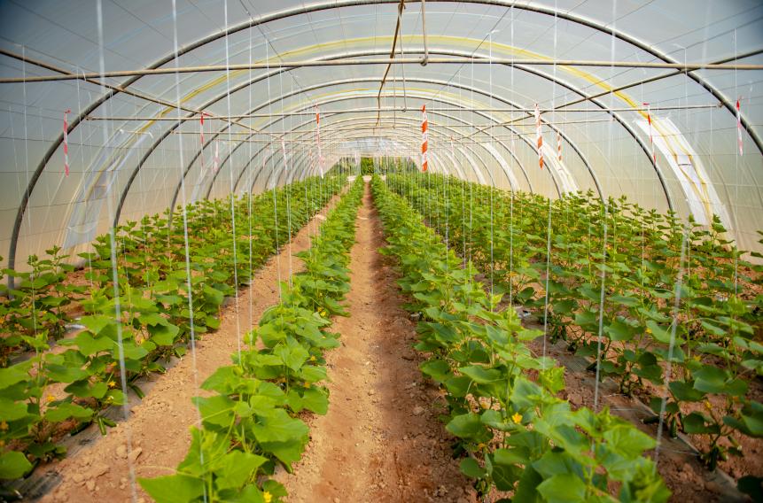 Agriculture development